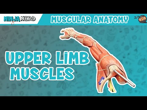 Muscles of the Upper Limb