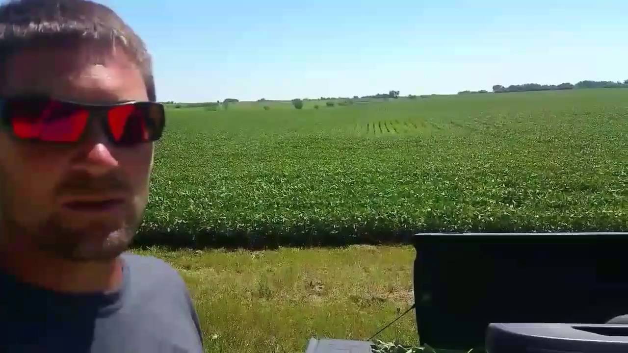 Scouting the soybean fields