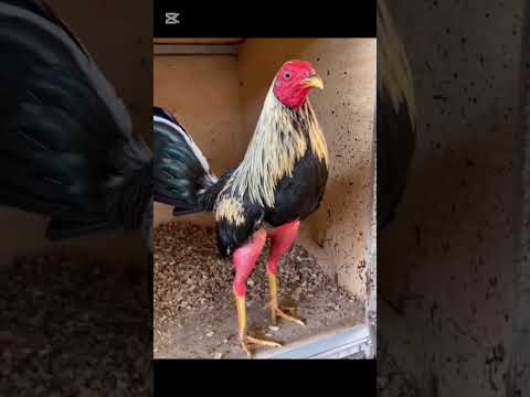 Ejercicios para fortalecer tus gallos #gallos #aves #rooster #gallosdecombate