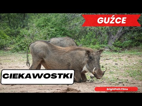 GUŹCE. Ciekawostki o Guźcach. Film dla dzieci. #ciekawostki #BrightPathFilms