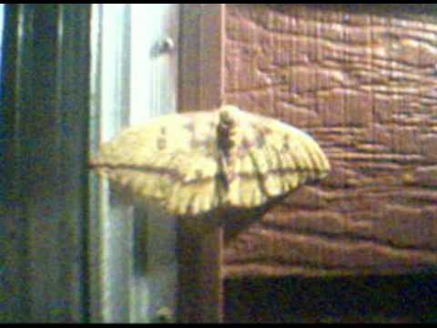 The World's Largest Moth