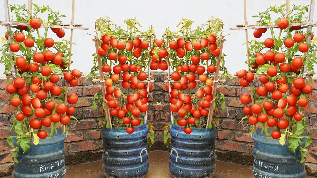 Grow Tomatoes THIS Way for Tons of Yummy, Healthy Harvests