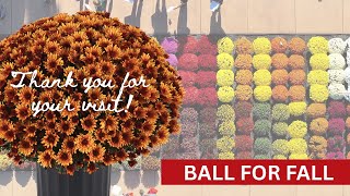 Ball for Fall 2025 - A Fantastic Trials Event for Garden Mums