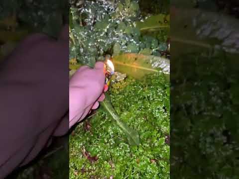 Zeus 2012 god #shorts #orion #firecracker #pyroteamtitan #foryoupage