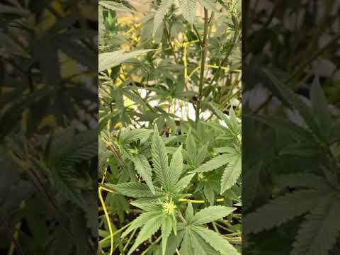 Stardawg in living soil