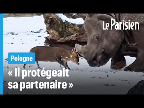 Un cervidé de 17 kg défie un gros rhinocéros dans un zoo en Pologne