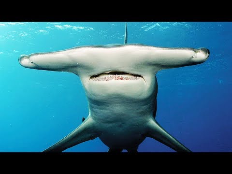 Le requin marteau, espèce si bizarre