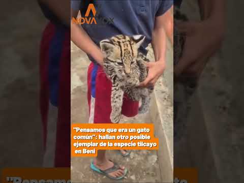 🟠 Una familia en #Rurrenabaque Beni, asegura haber criado durante más de tres años