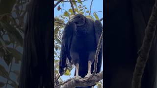 Lá onde o Urubu Preto descasa! #aves