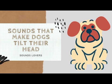 Sounds That Make Dogs Tilt Their Head