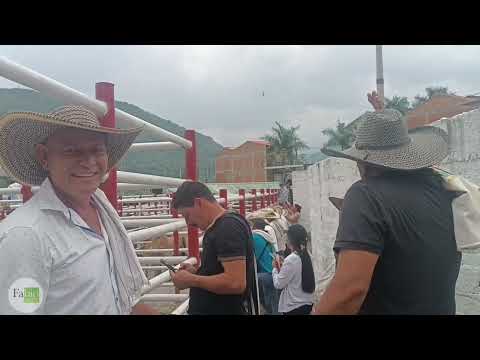 Feria Ganadera en Bituima-Cundinamarca.