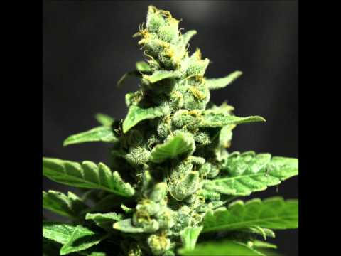 Schranz Militia - Hinduh Kush