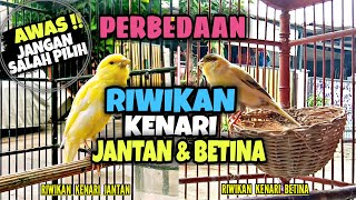 Download lagu Differences in the sound of male and female canary mp3
