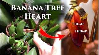 Tasting the Heart of my Dwarf Cavendish Banana Plant