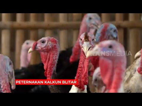 , title : 'Peternakan Kalkun Blitar | RAGAM INDONESIA (27/12/22)'