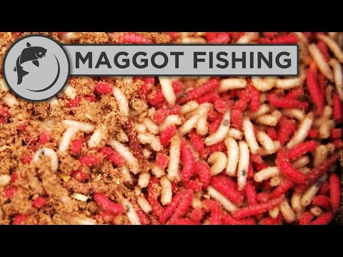 How to catch carp with maggots