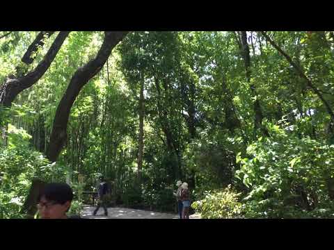 ホトトギス囀り昆陽池公園フクロウ川180522