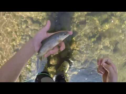 pesca a mosca in fersina