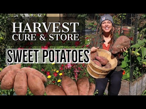 , title : 'Harvest, Cure and Store Sweet Potatoes at Home'