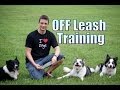 Do you want your dog to stay with you off leash ...