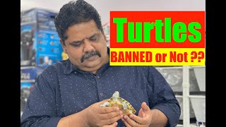 Red Eared Slider Turtles Banned? | Turtles in Aquariums | How to keep a Turtle | Mayur Dev Tips