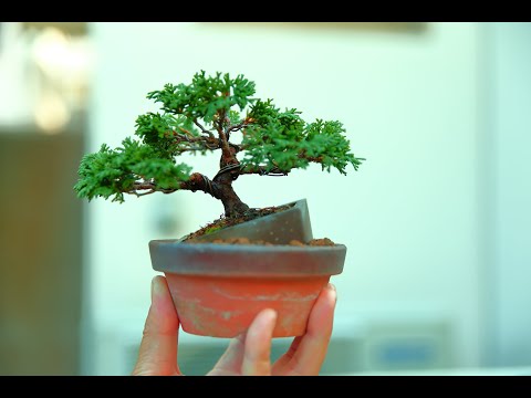 小貝ヒノキ 植物