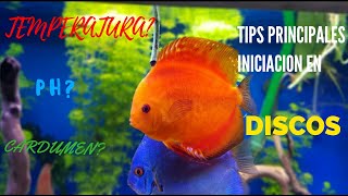 Como INICIARSE con los PECES DISCO😱🐠 ¡¡FÁCILMENTE!!