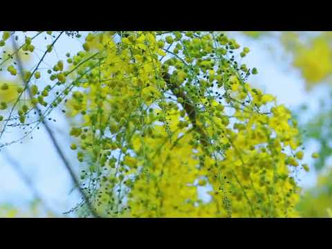 #konnapoovu #kerala #nature #beauty #nature #naturelovers #godsowncountrykerala #vishu