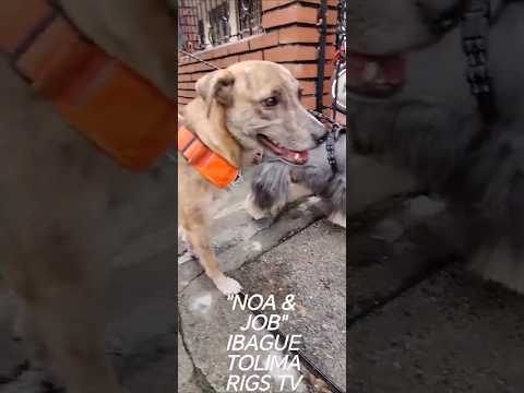 "NOA & JOB"ANGELITOS IBAGUE TOLIMA RIGS TV