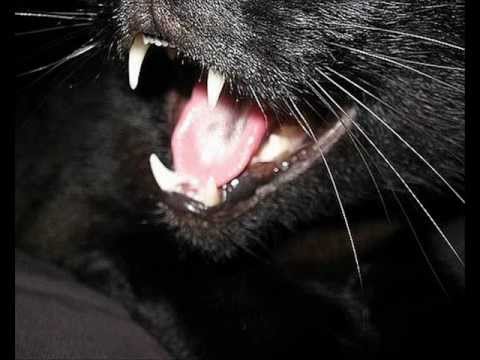 dj klim - do wat u want