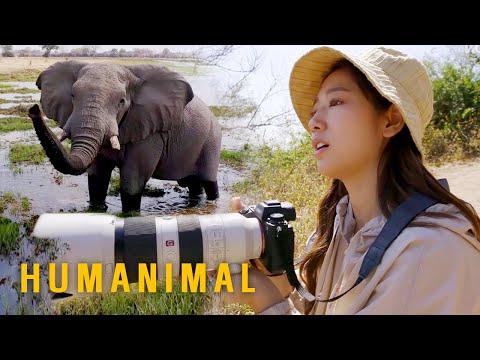 Park Shin Hye Have to Count by Looking at Elephant's Trunks [Humanimal Ep 1]