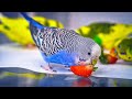 Budgie Sounds 1 Hour while Eating Carrot and Strawberry