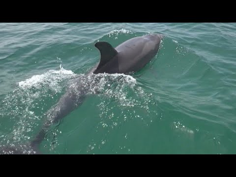 DOC urges people who want to get close to dolphins, whales to do it properly