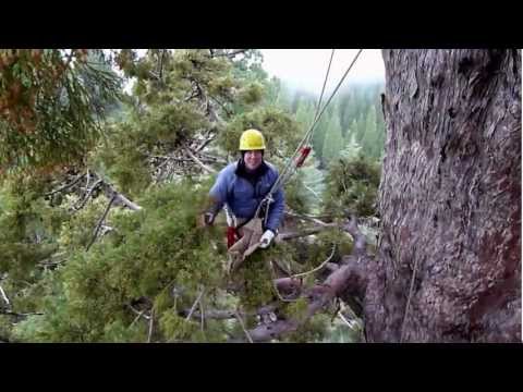 Ground to Crown: Climbing the Giant Sequoia