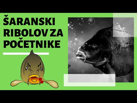Šaranski ribolov za početnike: 6 savjeta za siguran uspjeh