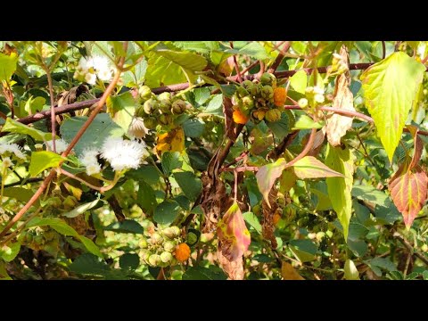 Pahadi Natural fruits 😲Manisha sukant Vlogs is live!