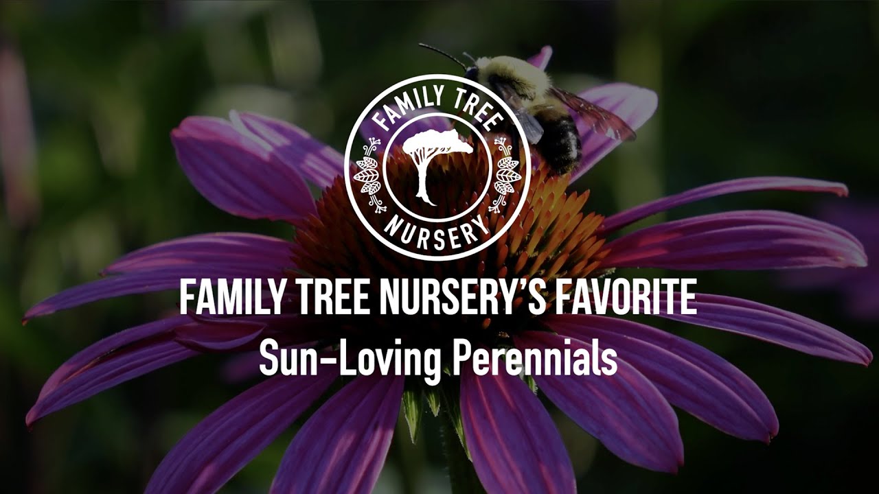 Sun-Loving Perennials