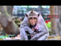 Young Mother's Stormy Monkey Got Newborn Named Seth | The World Animals