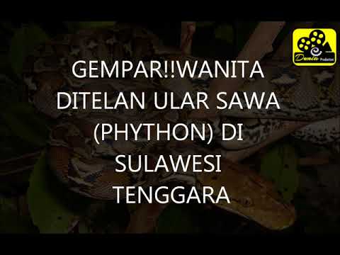 Ular tedung selar - faizaltochan - Video - Dangdutan.me