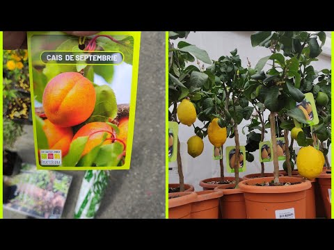 Vizitam Simfonia lalelelor Pitești Aprilie 2023💐🌷🌷🌷