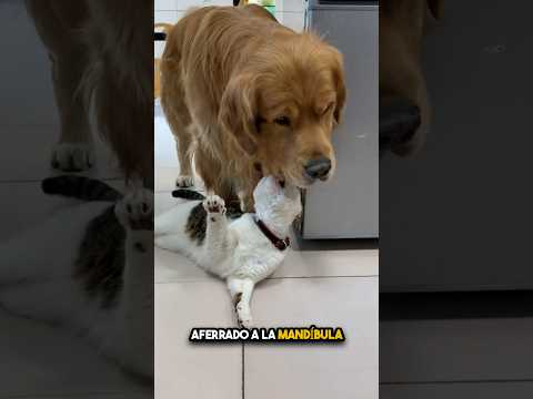 Dog Asking for Help from a Cat? 🤯🐾