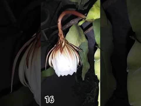 Bramkamal Flower my garden 16 🪷 28 sep. 2025 #bramkamal #flower #garden