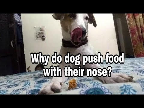 Why do dog push food with their nose || LovingTheUnloved