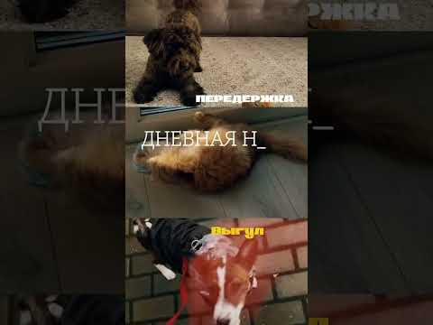 фото выгул собак 0