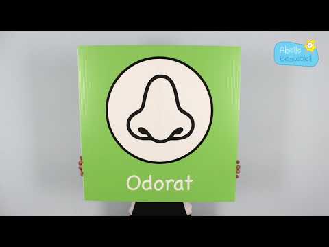 Les 5 sens, chanson d'Abeille Beausoleil, comptine de la semaine #45