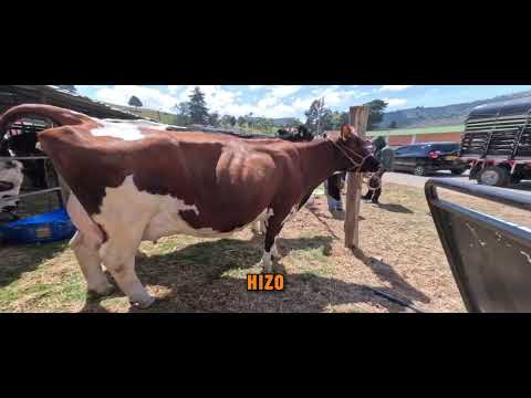 Exposición del programa de mejoramiento genético en Ventaquemada Boyacá. 