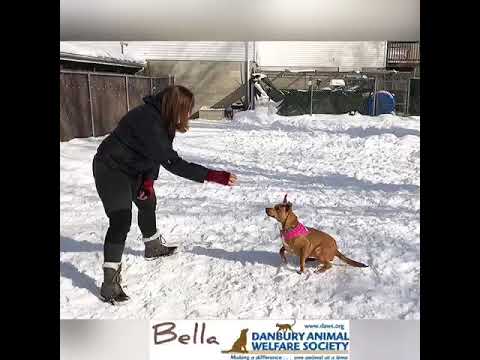 Bella, an adopted Feist Mix in Danbury, CT_image-1