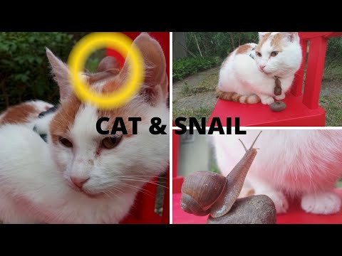 My cat and snail [funny video]