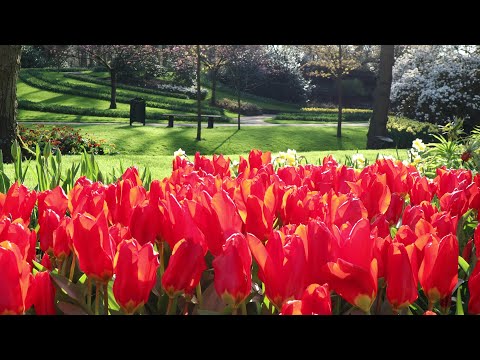 Visit Keukenhof Garden 2021 in a nice sunny day