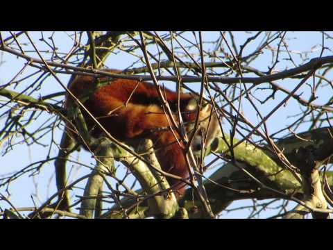 Blijdorp januari 2014 - Kleine Panda 01 / Red panda